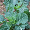Georgia Collard Seeds - Non-GMO Heirloom Gardening Seeds for Brassica oleracea, Packaged for Easy Planting, Tracking Included