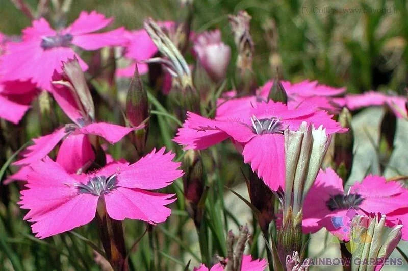 Peacock Pink Carnation Seeds - 200+ Pack, Dianthus caryophyllus, Garden Flower, Annual, Vibrant Pink, Easy to Grow