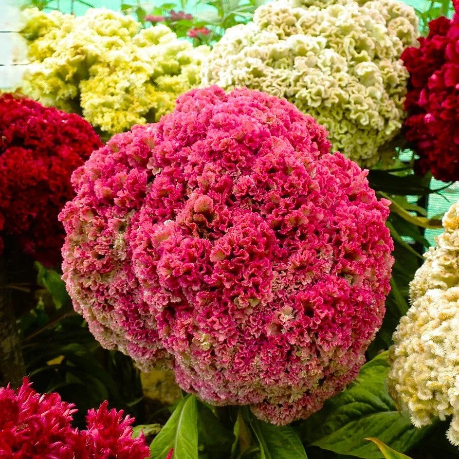 Cockscomb Seeds - Tall Mix Crested Celosia cristata Flowering Plant Pack of 50 Seeds