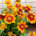 Coreopsis Seeds - 100 Count Plains Coreopsis Wildflowers for Summer Blooms - Coreopsis tinctoria, Attracts Pollinators