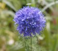 Globe Gilia Seeds - 200+ Wildflower Seeds - Vibrant Blue & Purple - Gilia capitata Annual Flower for Pollinators