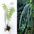 Rare Live PECLUMA Airplant Fern, 9-Inch Tropical Exotic Fern, Indoor Air Purifying Plant, Pecluma sp.