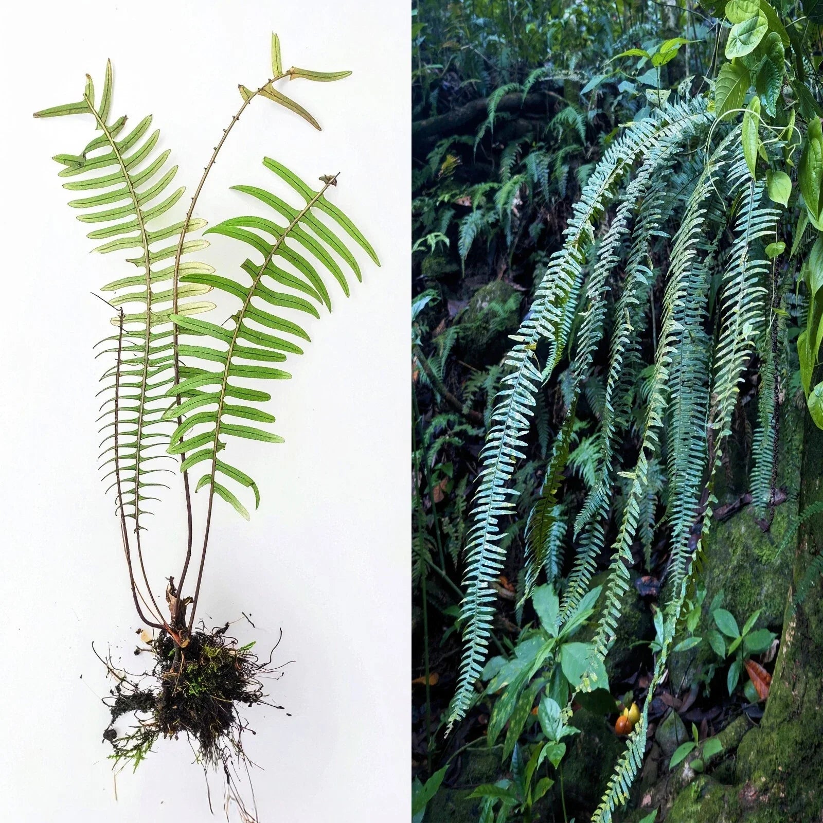 Rare Live PECLUMA Airplant Fern, 9-Inch Tropical Exotic Fern, Indoor Air Purifying Plant, Pecluma sp.