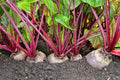 Detroit Red Beets Seeds - 250+ Heirloom Beta vulgaris for Home Garden, Nutritious, Easy to Grow, USA Made