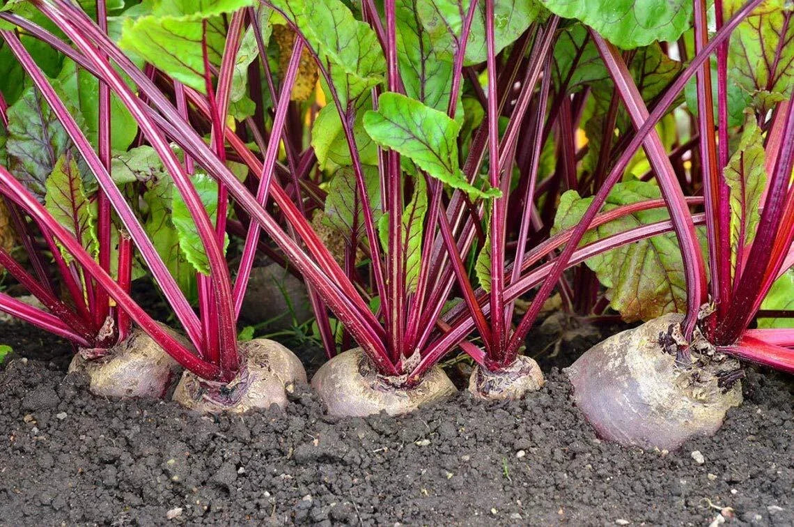 Detroit Red Beets Seeds - 250+ Heirloom Beta vulgaris for Home Garden, Nutritious, Easy to Grow, USA Made