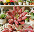 Echeveria Cherry Rare Succulent Plant Bare Root - Easy Care Live Plant - Rosette-forming Succulent - Echeveria 'Cherry'