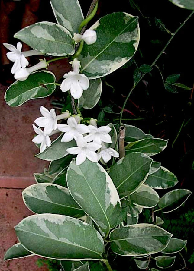 Live 7-Inch Variegated Madagascar Jasmine Cutting | Stephanotis floribunda Climbing Plant for Indoor & Outdoor Gardens