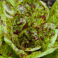 Freckles Romaine Lettuce Seeds - Red Speckled Variety - Lactuca sativa - Salad Greens for 2025 Planting