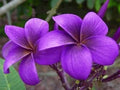 Purple Plumeria Seeds - 5 Frangipani Flower Seeds for Garden, Patio, Landscaping - Plumeria rubra, Tropical Perennial Plant