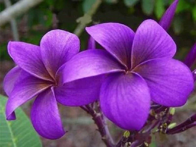 Purple Plumeria Seeds - 5 Frangipani Flower Seeds for Garden, Patio, Landscaping - Plumeria rubra, Tropical Perennial Plant