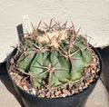 Echinocactus Texensis Horse Crippler Cactus Live Rooted Plant – Drought-Tolerant Succulent for Indoor & Outdoor Gardens