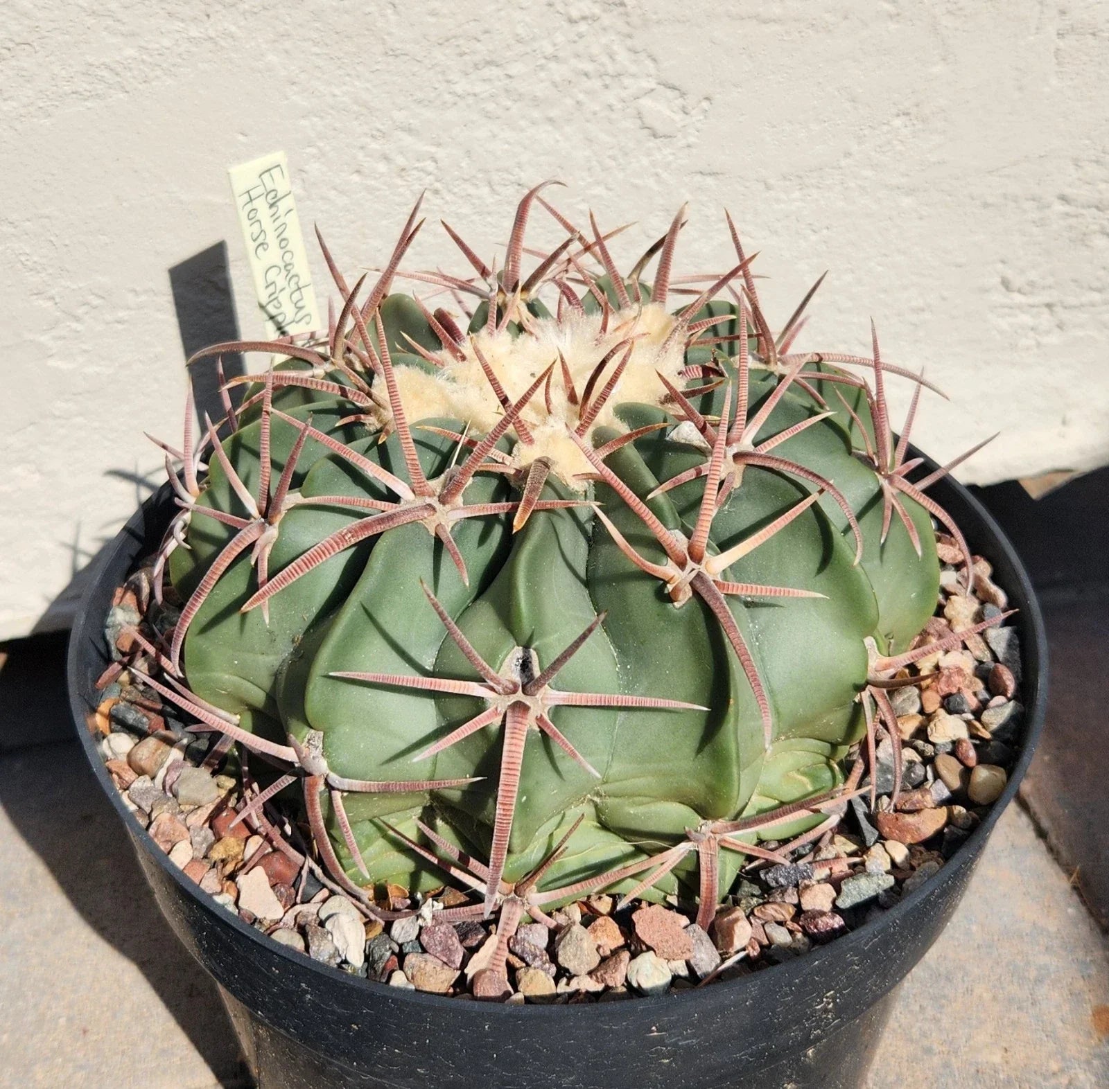 Echinocactus Texensis Horse Crippler Cactus Live Rooted Plant – Drought-Tolerant Succulent for Indoor & Outdoor Gardens