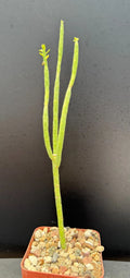Euphorbia Mauritanica Pencil Milk Bush - 10" Rooted Rare Succulent Plant