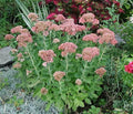Sedum Never Die Plant Starter in 4 Inch Pot, Drought-Resistant, Low Maintenance, Ground Cover, Container Plant, Sedum spp.