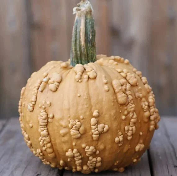 Grizzly Bear Pumpkin Seeds 10 Pack, Rare Brown Warty Cucurbita pepo, Large Warty Pumpkin for Planting, Unique Garden Fruit
