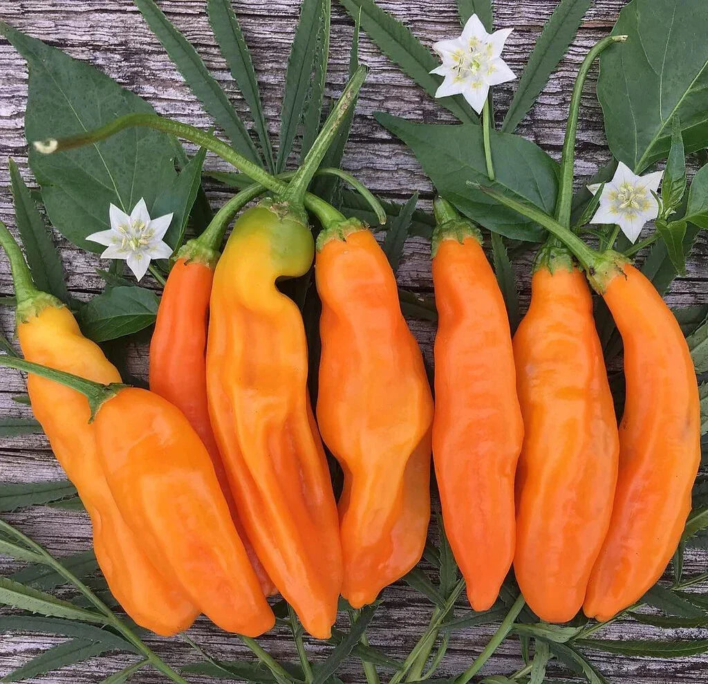 Aji Amarillo Pepper Seeds Pack of 25+ | Capsicum baccatum | Spicy Garden Planting for Culinary Use