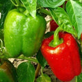 Chinese Giant Bell Pepper Seeds - Non-GMO, Sweet Green to Red, Capsicum annuum, Vegetable Garden, 30+ Seeds