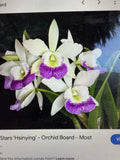 Cattleya Hawaiian Stars Orchid Plant - 2 Stem Bare Root - Orchidaceae