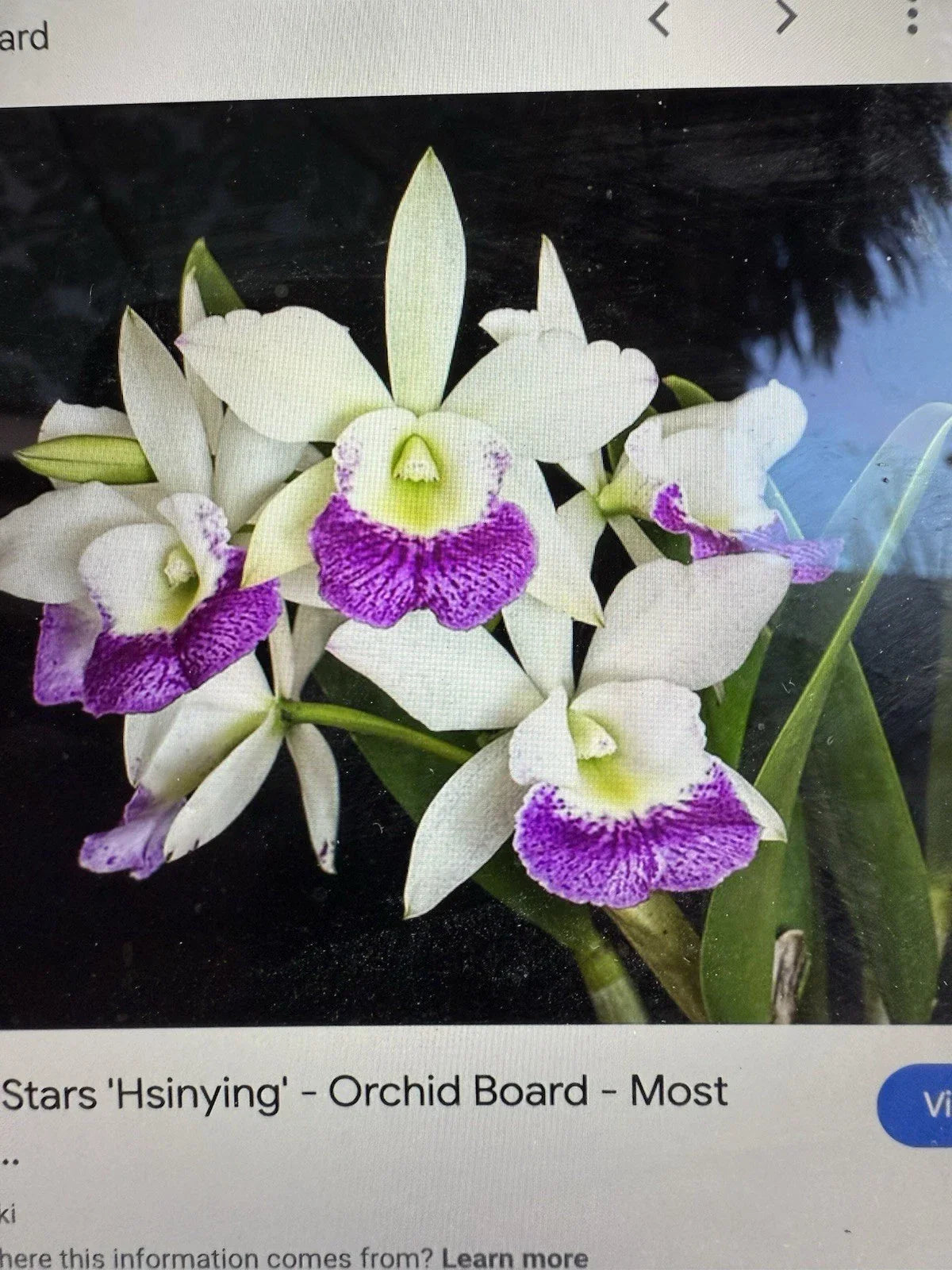 Cattleya Hawaiian Stars Orchid Plant - 2 Stem Bare Root - Orchidaceae