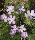 Linanthus grandiflorus Mountain Fox Seeds - 1000+ Wildflower Seeds for Garden, Native Plant, Drought-Tolerant, Annual
