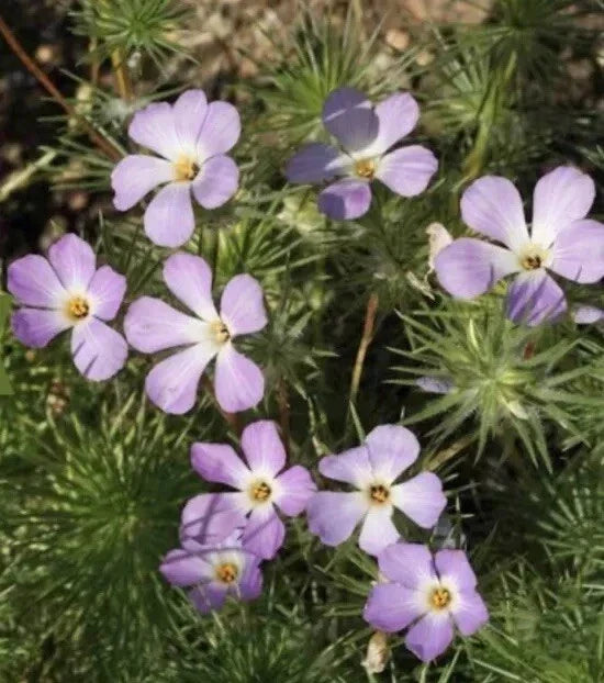 Linanthus grandiflorus Mountain Fox Seeds - 1000+ Wildflower Seeds for Garden, Native Plant, Drought-Tolerant, Annual