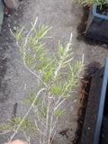 Live Organic Rosemary Houseplant | 3-4 ft | Blue Flowers | Aromatic Herb | Salvia rosmarinus | Cold-Hardy Zones 6-11