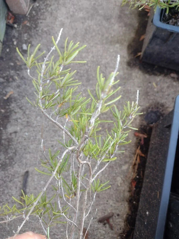 Live Organic Rosemary Houseplant | 3-4 ft | Blue Flowers | Aromatic Herb | Salvia rosmarinus | Cold-Hardy Zones 6-11