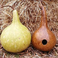 Bottle Gourd Seeds 10 Pack, Exotic Rare Lagenaria siceraria for Vertical Gardening and Crafting