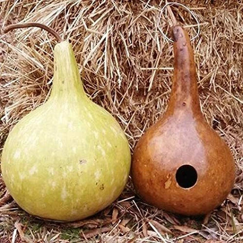 Bottle Gourd Seeds 10 Pack, Exotic Rare Lagenaria siceraria for Vertical Gardening and Crafting