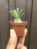 Euphorbia 'Cocklebur' Starter Plant - Drought Tolerant Succulent in 1 3/4 Inch Pot