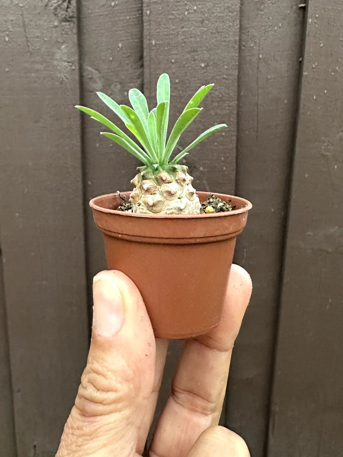 Euphorbia 'Cocklebur' Starter Plant - Drought Tolerant Succulent in 1 3/4 Inch Pot