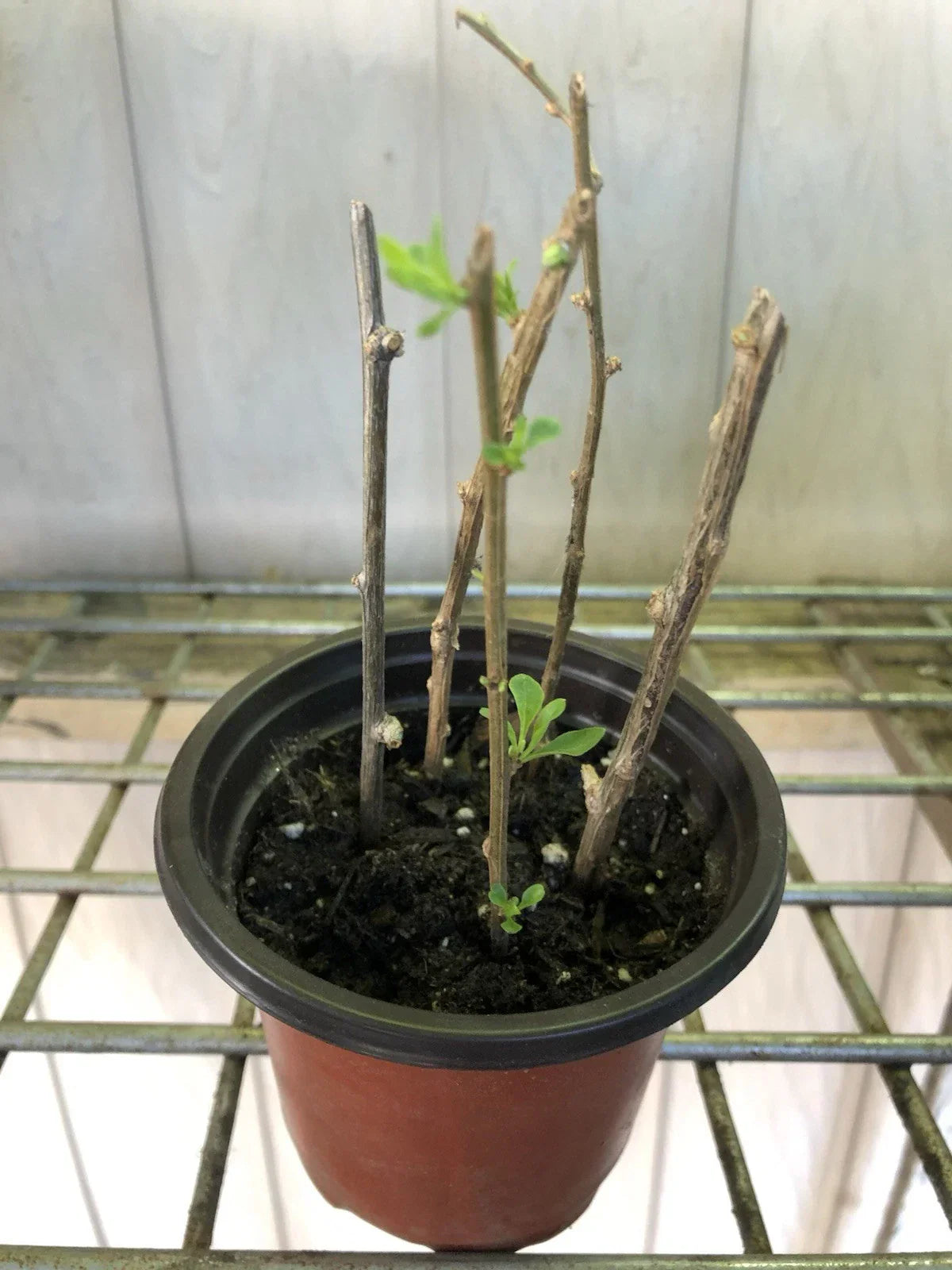 Goji Berry Plant Cuttings – 5 Live Rooted Shrubs Lycium barbarum for Garden or Containers
