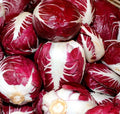 Radicchio Seeds 500+ Rouge de Verona Cichorium intybus Vegetable Heirloom Non-GMO