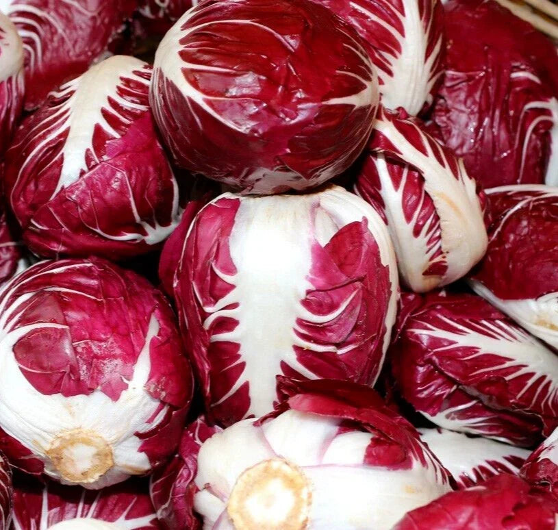 Radicchio Seeds 500+ Rouge de Verona Cichorium intybus Vegetable Heirloom Non-GMO