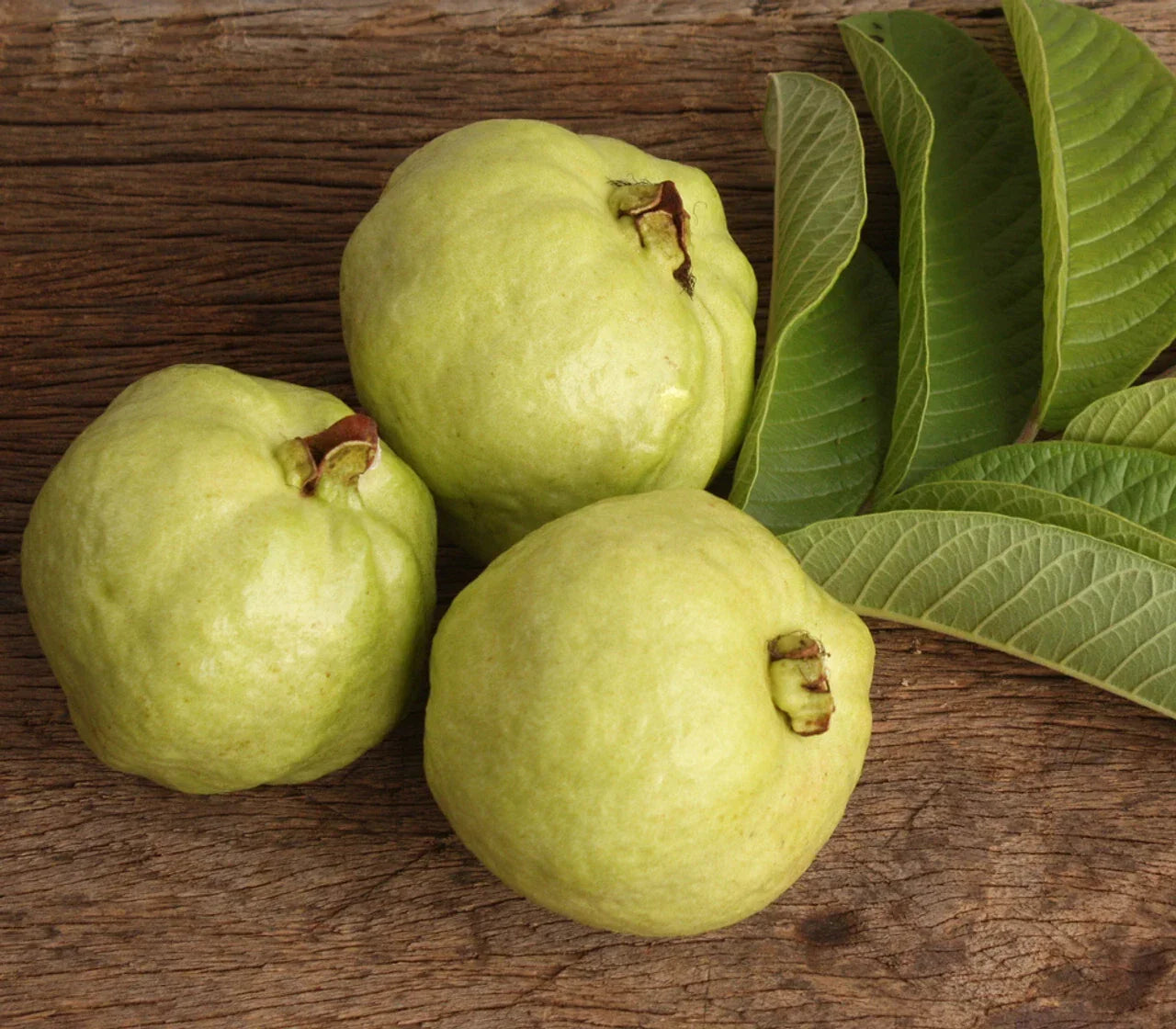 Lucknow 49 Guava Seeds Pack of 50+ | Psidium guajava Fruit Tree for Garden Planting in USA
