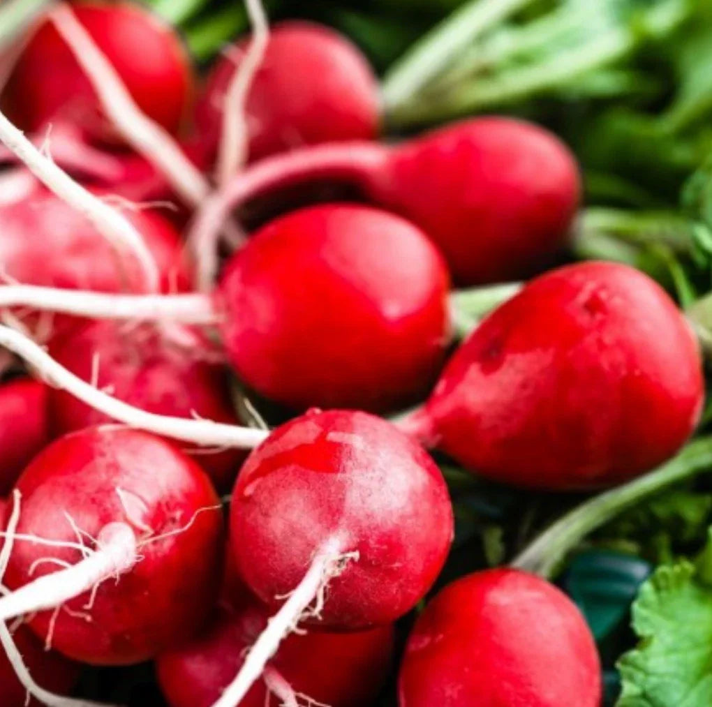 Cherry Belle Radish Seeds - Non-GMO, 1000 Seeds, Fast-Growing, Heirloom Raphanus sativus, Compact, Edible Roots, Organic Gardening