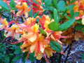 Deciduous Azalea Starter Plant - Tallulah Sunrise - Rhododendron 'Tallulah Sunrise' - Small Rooted Plant