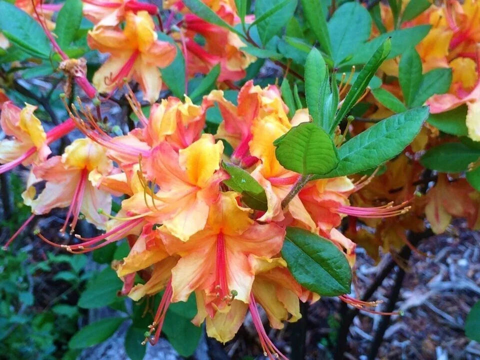 Deciduous Azalea Starter Plant - Tallulah Sunrise - Rhododendron 'Tallulah Sunrise' - Small Rooted Plant