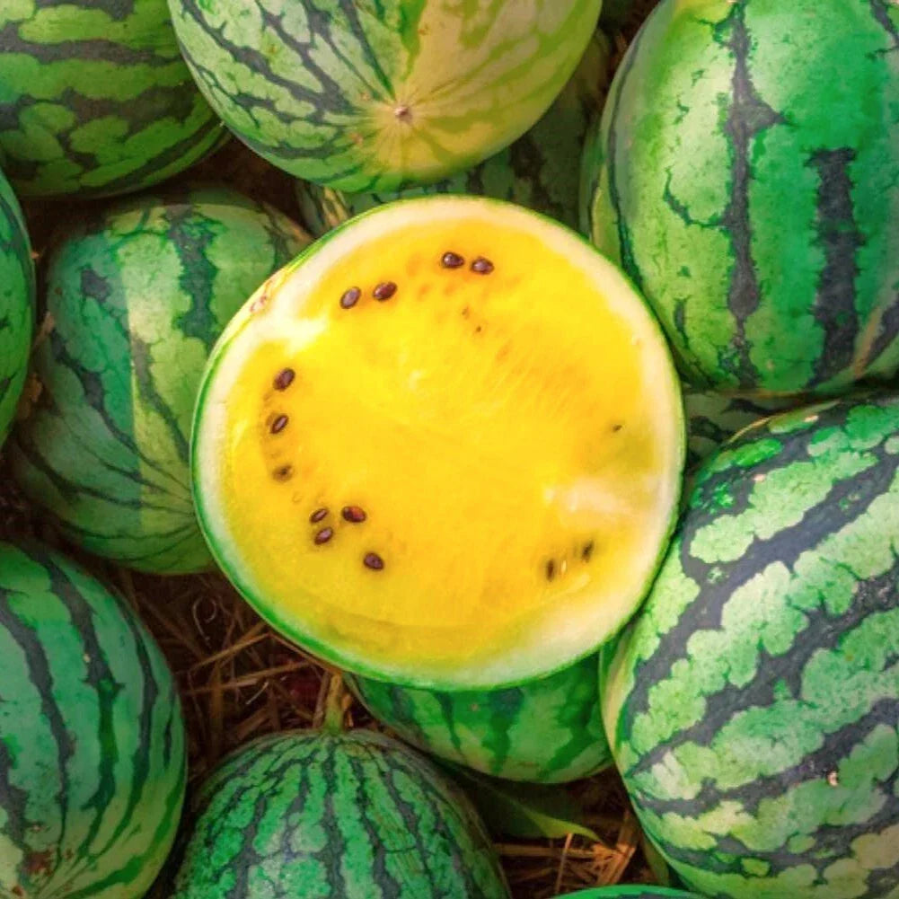 Yellow Petite Watermelon Seeds | Heirloom Mini Dwarf Citrullus lanatus for Container Gardening