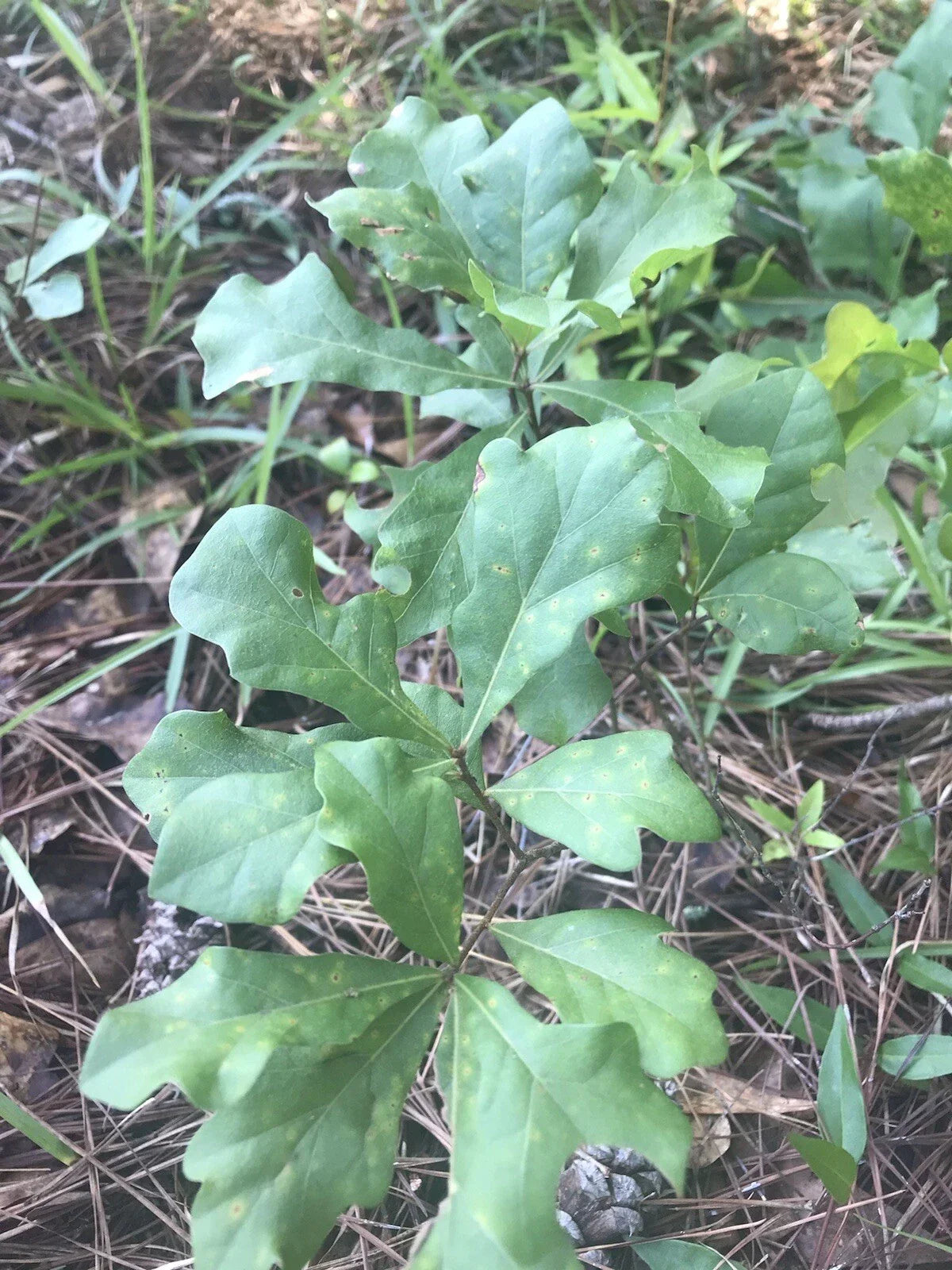 Live White Oak Tree Seedlings 6-10 Inches, Quercus alba, Shade Trees for Landscaping & Reforestation, 8 Plants