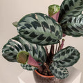 Calathea Seeds - 25+ Helen Kennedy Variety for Indoor & Outdoor Gardening - Calathea ornata Seeds
