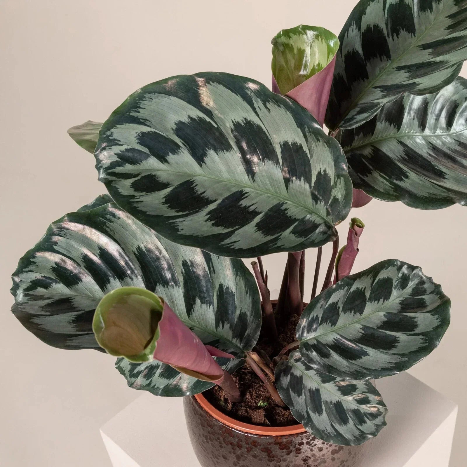 Calathea Seeds - 25+ Helen Kennedy Variety for Indoor & Outdoor Gardening - Calathea ornata Seeds