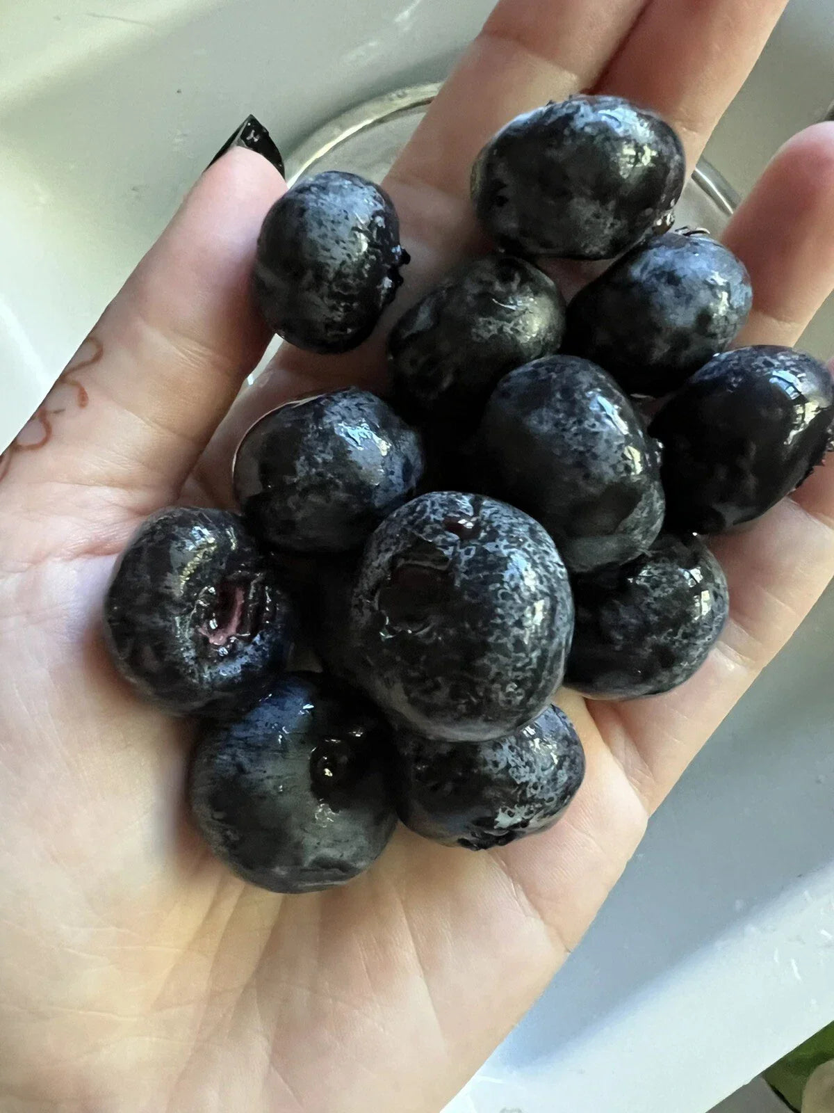 Giant Blueberry Seeds – Organic Vaccinium corymbosum for Edible Garden, Fruit, Homegrown USA, 100 Pack