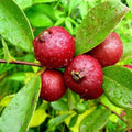 Red Indian Guava Seeds, Psidium guajava, Organic Non-GMO, 50+ Seeds for Garden Planting, Fruit-bearing, Easy to Grow