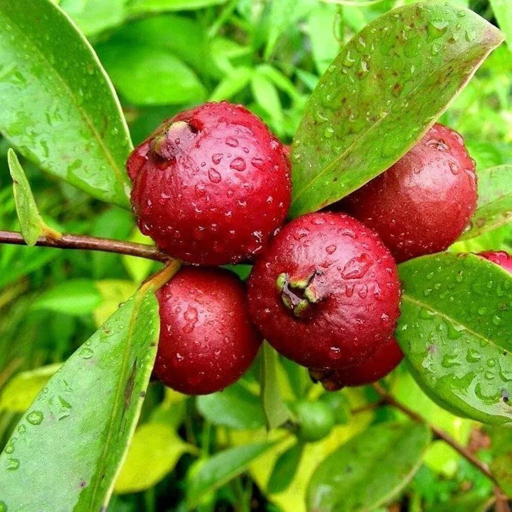 Red Indian Guava Seeds, Psidium guajava, Organic Non-GMO, 50+ Seeds for Garden Planting, Fruit-bearing, Easy to Grow