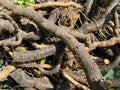 Organic Comfrey Root Cuttings 4” - 100 Pesticide-Free Symphytum officinale for Gardening