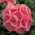 Ivy Geranium Cuttings Assortment 8 Pelargonium peltatum Trailing Blooms for Rooting