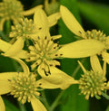 8 Wingstem Bare Root Live Plants - Organic Yellow Native Wildflower Verbesina alternifolia for Pollinator Gardens