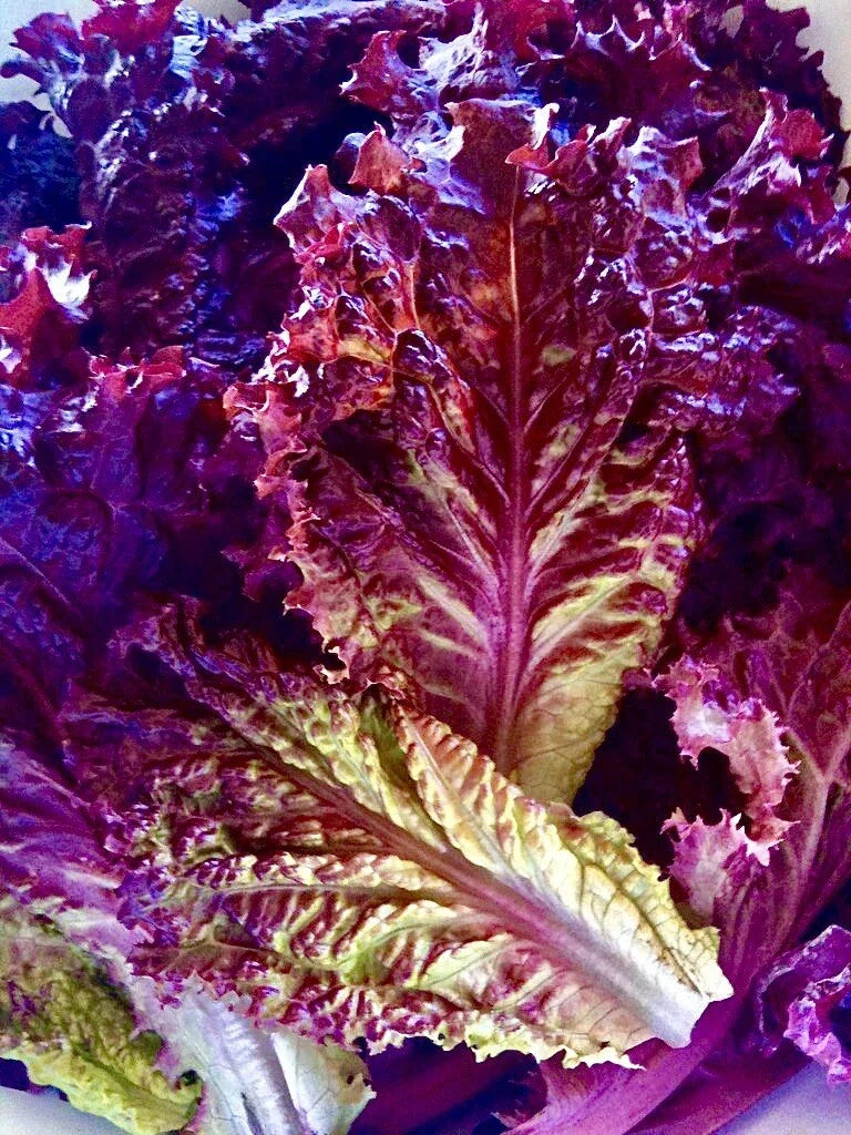 Lolla Rossa Lettuce Seeds - Organic Non-GMO 200 Pack for Vegetable Garden - Red Leaf Lettuce Lactuca sativa