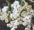 Pearly Everlasting Wildflower Seeds - Anaphalis Margaritacea - Drought Tolerant Perennial Garden Plant - 40 Count